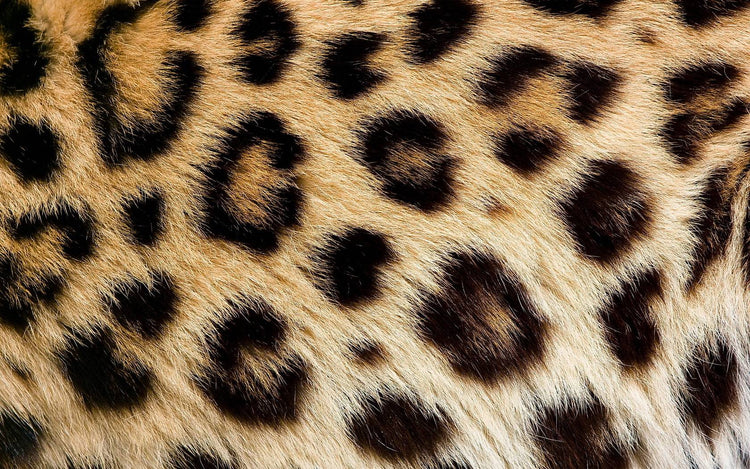 leopard